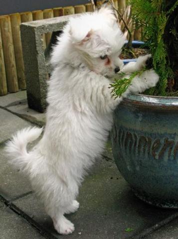 Chiots Bichon Maltaise Disponible