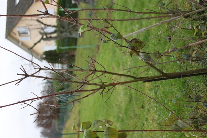 Petit seringa double