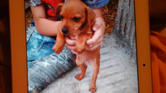 A reserver 2 chiots males  pinscher nain