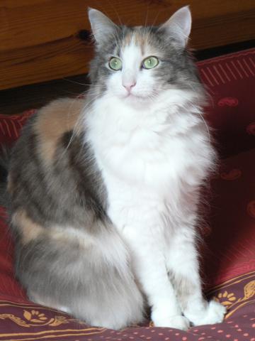 Garde d'animaux à domicile