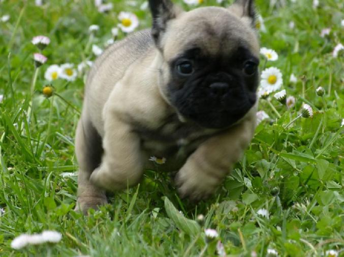 Magnifiques chiots bouledogues francais
