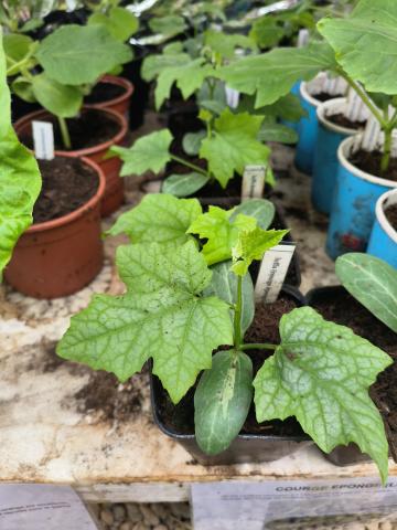 Les plants de freddy