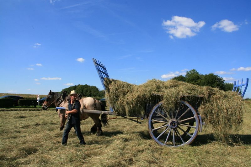 3e Fete du Cheval de Trait Ardennais