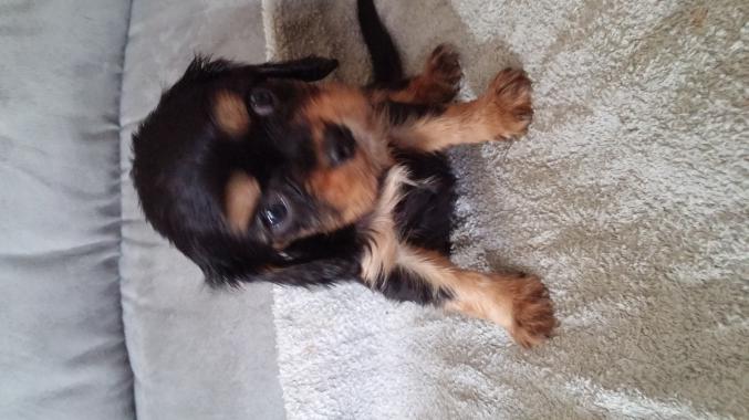 Type cavaliers king Charles noir et feu