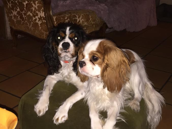 ADORABLES Chiots Cavalier King Charles à réserver