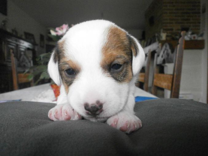 Chiots jack russel
