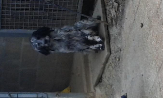 Donne setter anglais