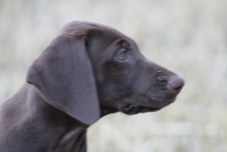 Chiots braque Allemand à réserver