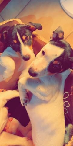 Chiots type Jack Russel