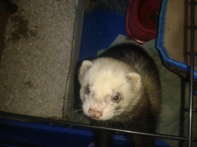 Furet male pour saillie