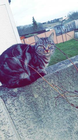 Je donne des chatons :)