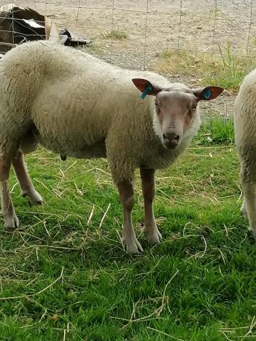 3 agneaux males de 3 mois et demi 