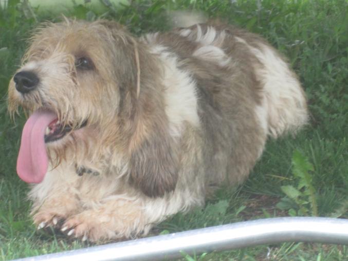 Petit basset griffon vendéen
