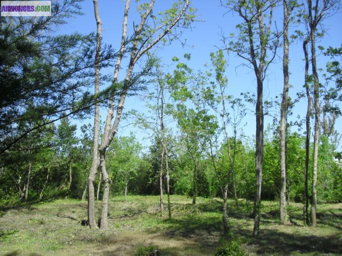 Terrain a bâtir ile d'oléron