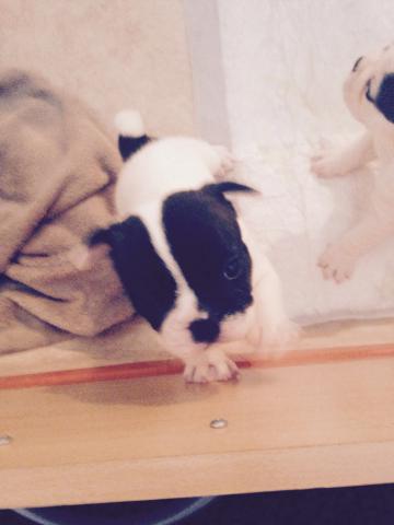 Bouledogue français 