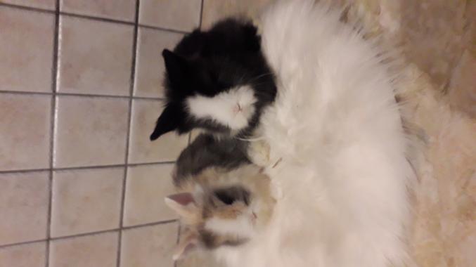 Bébés lapins teddy angora