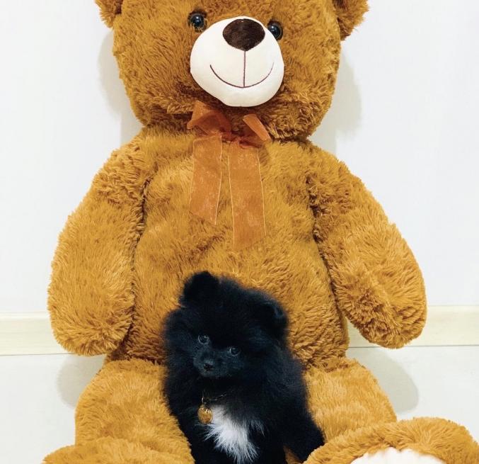 Nos adorables loulous