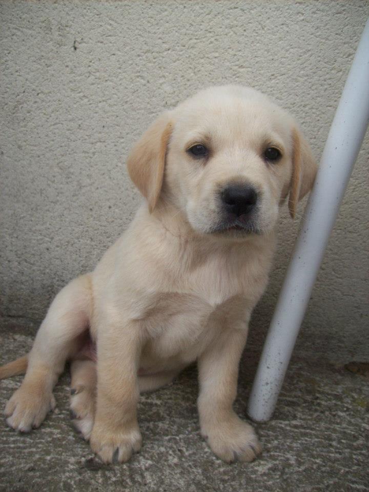 Chiot Labrador Golden
