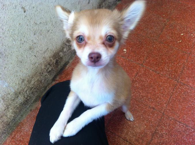 A Vendre Chihuahua.