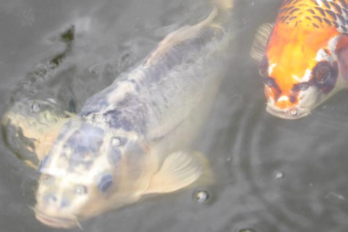 Carpes Koi