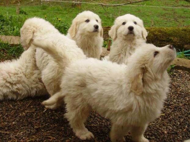 Chiots Montagne Des Pyrenees Non Lof