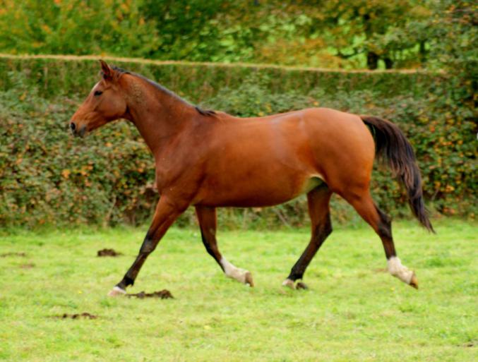 Cheval poulinière sf section A de 9 ans