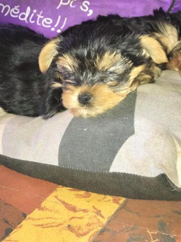 Chiots yorkshire nain