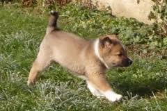 Chiots de type berger d,islande non lof