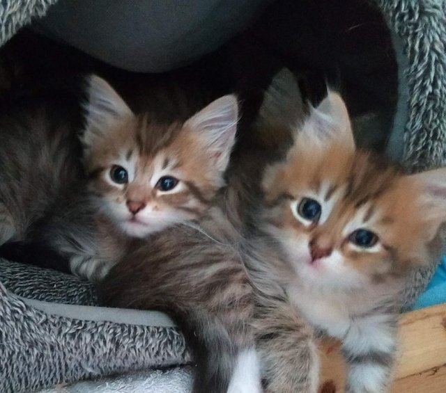 5 chatons sibériens