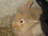 Lapin belier