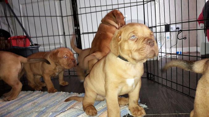 Chiot type dogue de bordeaux