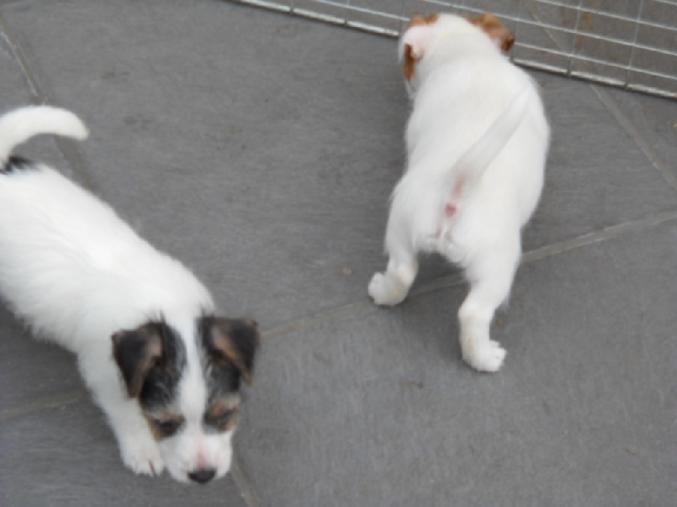 Magnifiques chiots de type jack russell non lof