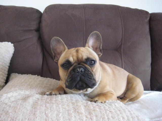 Sublimes Chiots bouledogue français