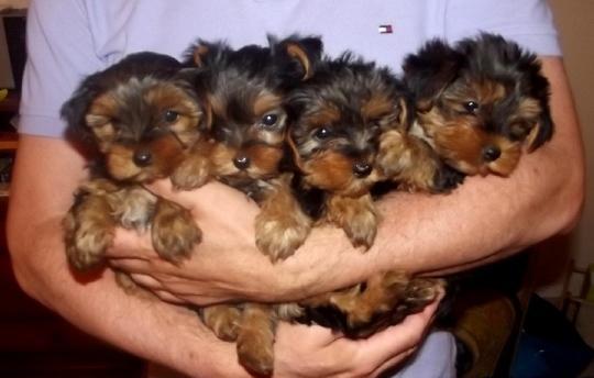 4 magnifiques chiots yorkshire terrier