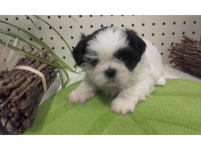 A réserver Chiots Shih tzu