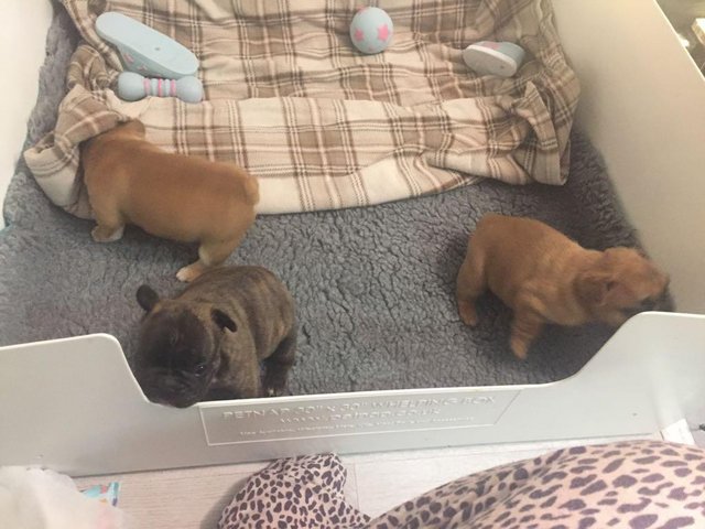 2 magnifiques chiots bouledogue Français