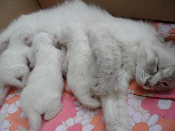 Cède 4 chatons sacrés de Birmanie