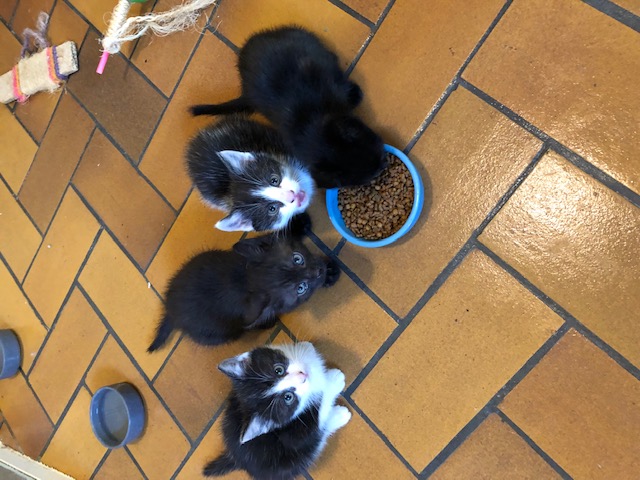 Chaton croisé d'une maman siamoise sur Lesquin