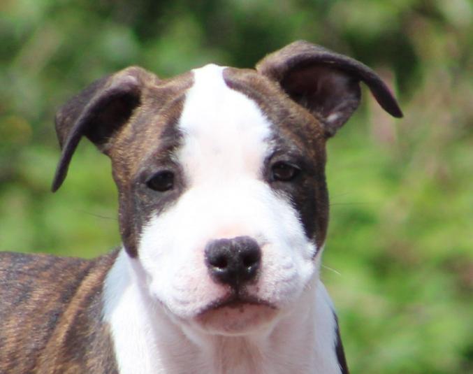 Superbe chiots American Staffordshire Terrier