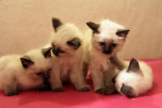 Vend chatons type Siamois / Sacré de Birmanie - Seal Point