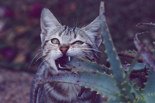 DISTRIBUTION PRODUITS ALOE VERA