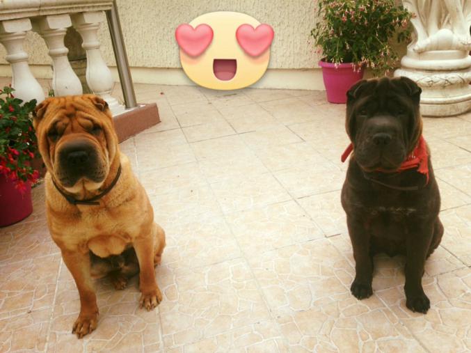Sharpei a adopté