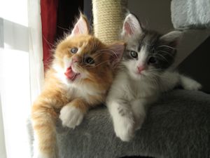 5 beaux chatons maine coon cherchent une famille