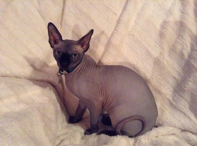 Attention ici vraie mâle pour saillie