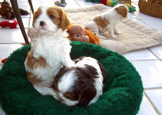 Chiots de race cavalier king charles LOF