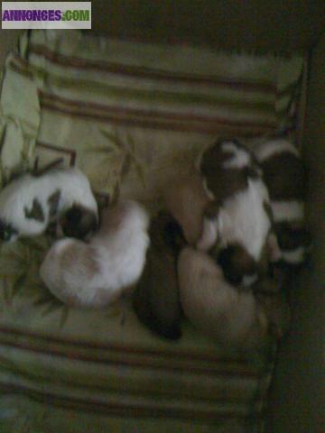 Chiot shih tzu