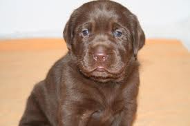 Chiots type labrador noir et chocolat