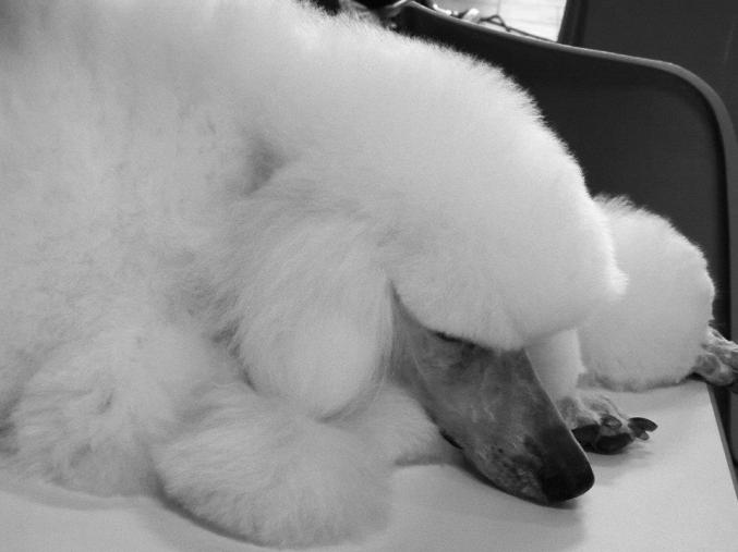 Toilettage canin anse