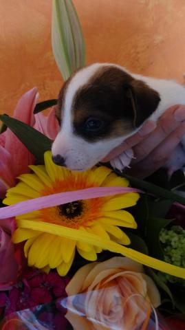 CHIOTS JACK RUSSEL parents L.O.F