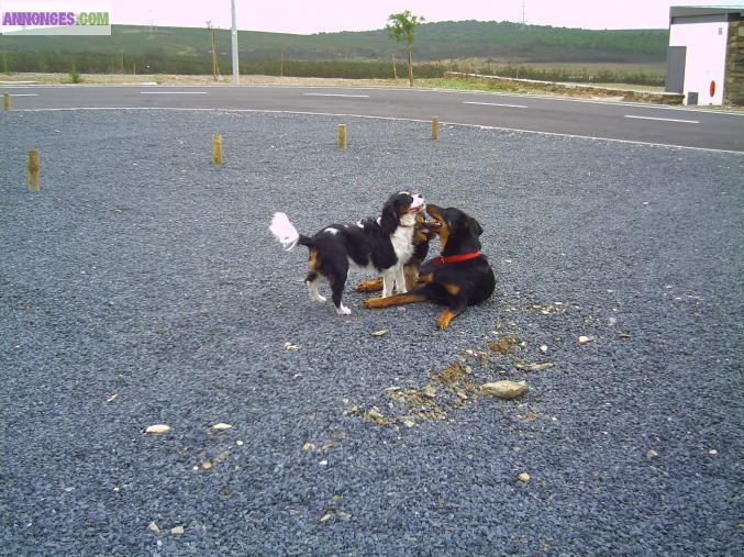 Magnifique Cavalier king charles tricolore  pour saillie